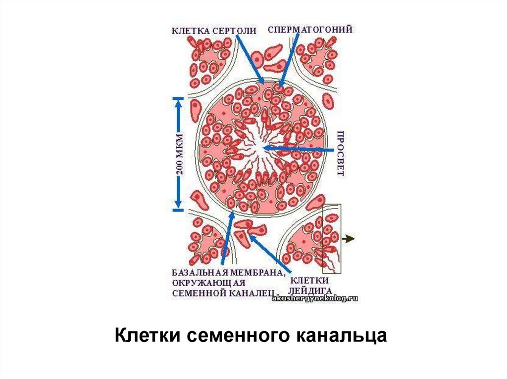 Клетка 19. Система канальцев в клетке. Канальцы клетки. Дисгенезия семенных канальцев. Взаимодействие клеток Лейдига и семенных канальцев.