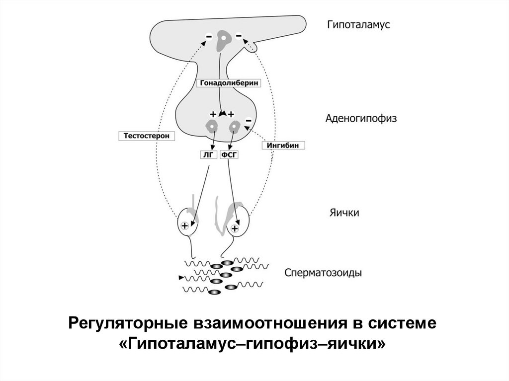 Репродуктивная система 8 класс. Гипоталамо-гипофизарно тестикулярная система.. Гипоталамус гипофиз семенники. Гипоталамус гипофиз яички. Строение мужской репродуктивной системы.