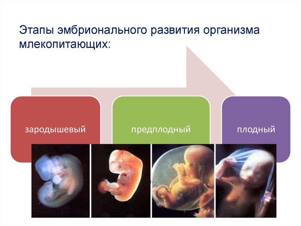 Основные этапы развития организмов