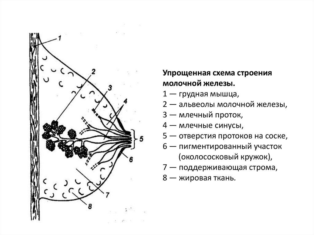 Рисунок молочных желез