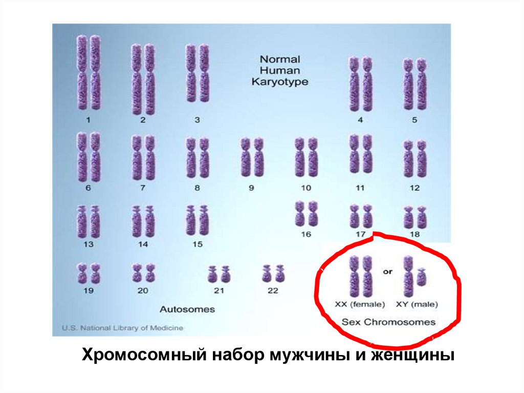 Хромосомный набор клеток мужчин. Женский хромосомный набор. Хромосомный набор мужчины и женщины. Хромосомный набор человека мужчины и женщины. Хромосомный набор девочки.