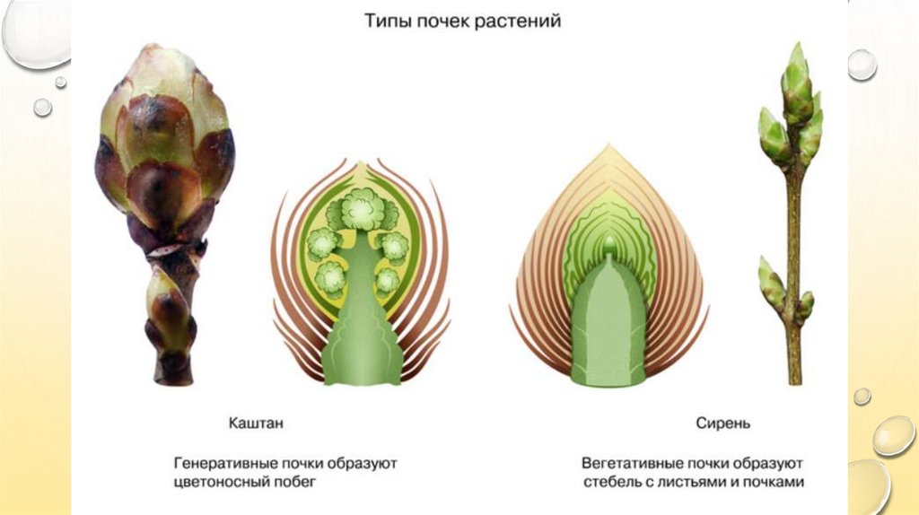 Функция образовательной ткани генеративной почки