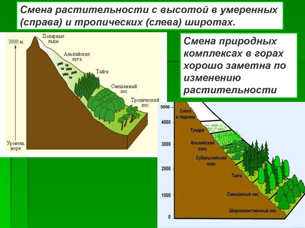 Последовательность смены природных зон