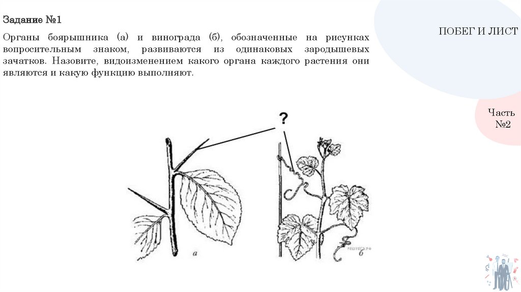 Побеги боярышника