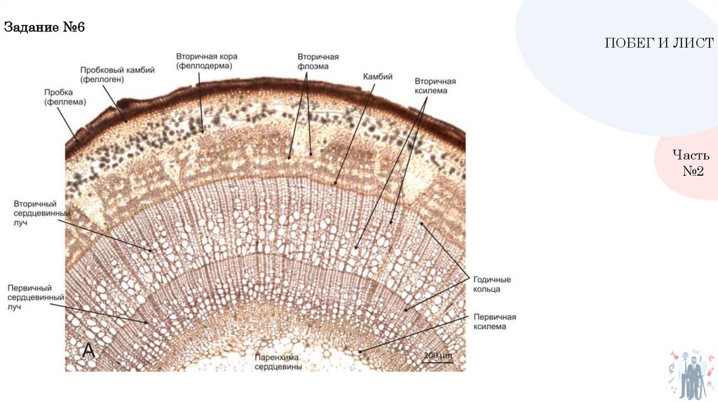 Строение коры стебля. Вторичная кора стебля. Строение вторичной коры. Первичная кора и вторичная кора. Кора дерева первичная вторичная.