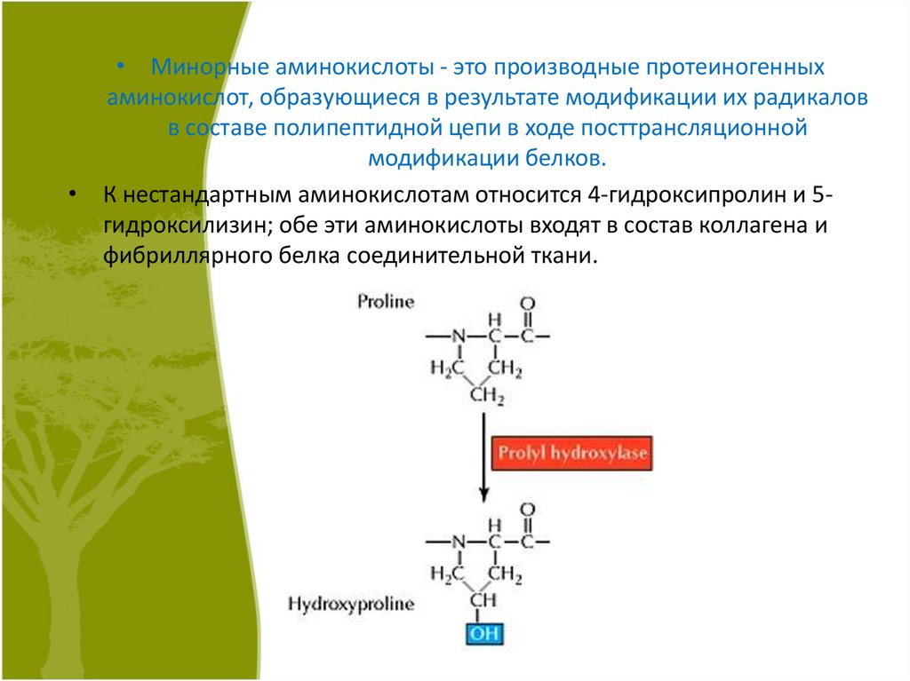 Аминокислоты в полипептидной цепи