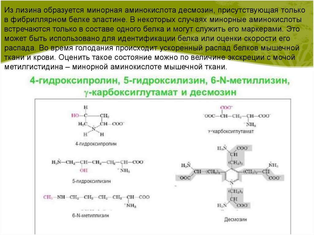 Лизин аминокислота. Минорные аминокислоты. Аминокислоты эластина. Аминокислоты десмозин. Строение десмозина биохимия.