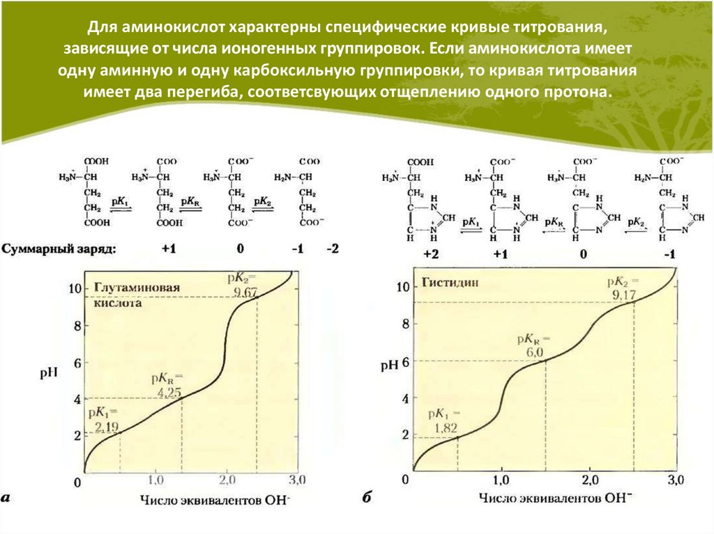 Для аминокислот характерны специфические кривые титрования, зависящие от числа ионогенных группировок. Если аминокислота имеет