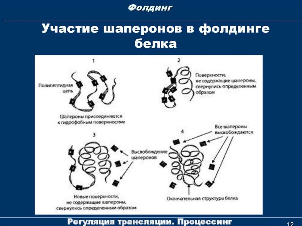 Фолдинг белка. Шапероны и фолдинг биохимия. Участие шаперонов в фолдинге белка. Третичная структура белка фолдинг. Фолдинг белков шапероны биохимия.