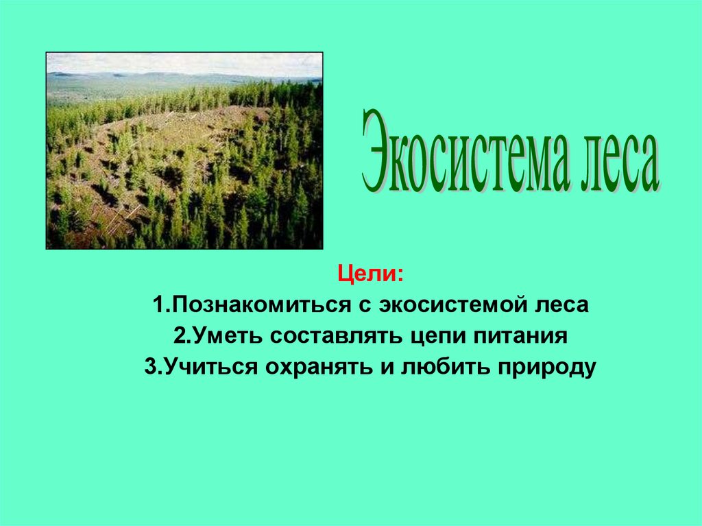 Экосистема леса. Экосистема леса презентация. Лесные экосистемы презентация. Доклад экосистема леса.