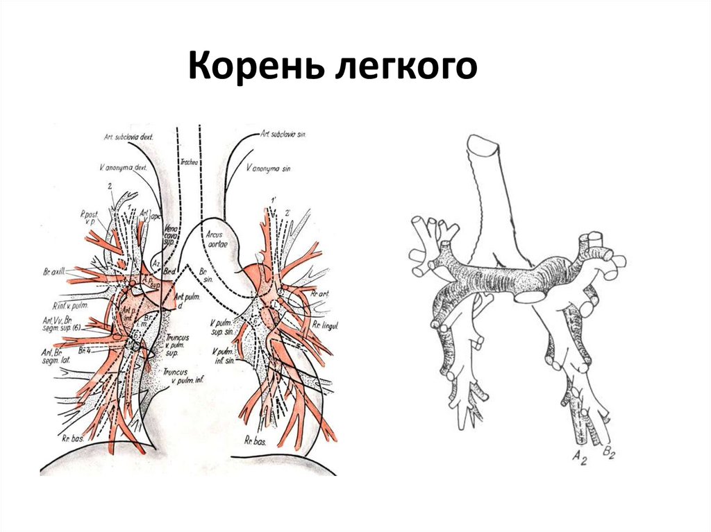 Состав корня легкого анатомия. Строение лёгких человека корень легкого.