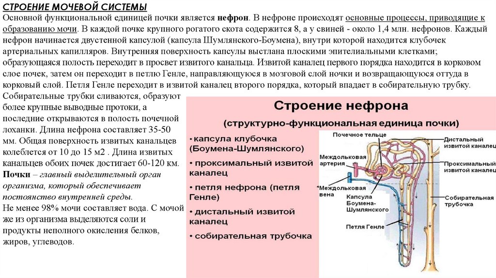 Физиология выделения презентация