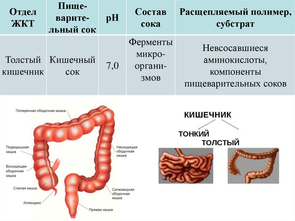 Пищеварение и выделение