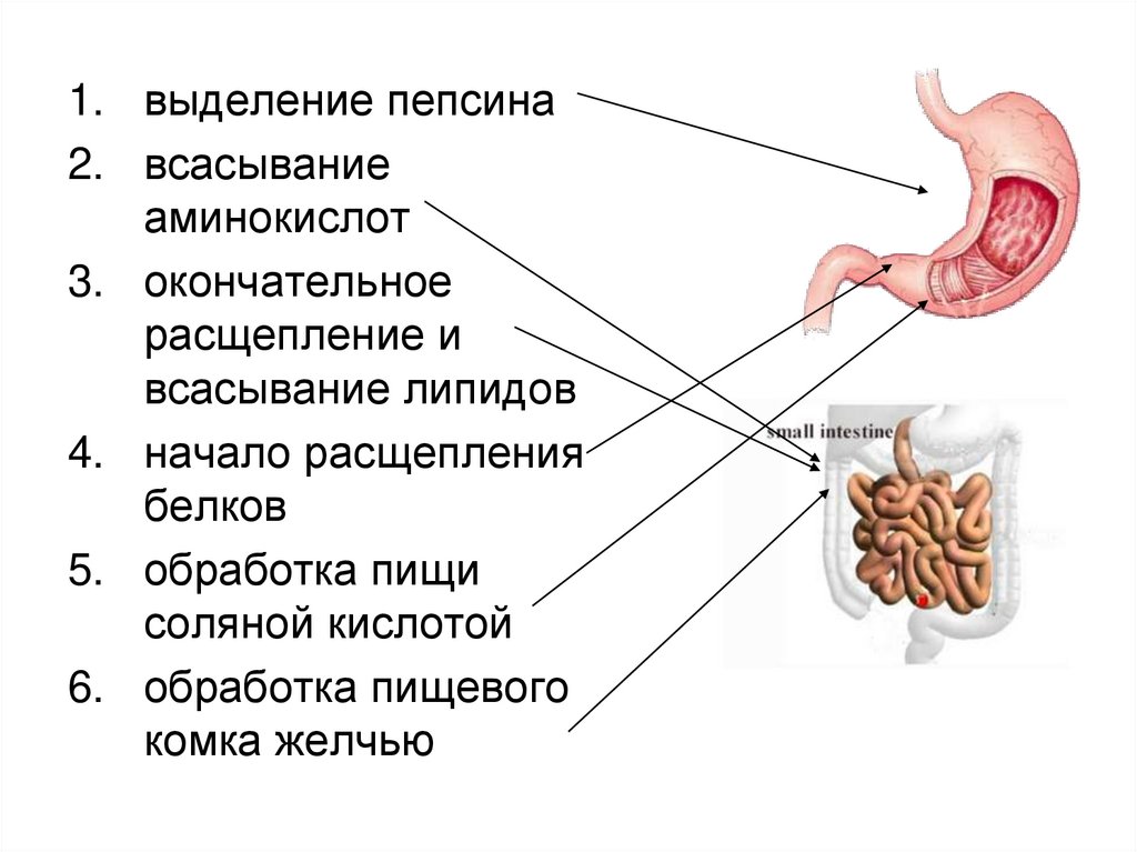 Функции пищеварительного канала и пищеварительные железы