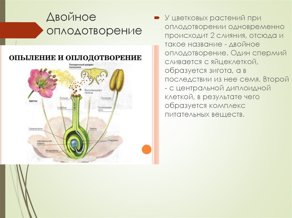 Размножение и оплодотворение растений тест 6 класс. Опыление и оплодотворение. Опыление и оплодотворение растений. Опыление и оплодотворение цветка. Оплодотворение у цветковых растений.