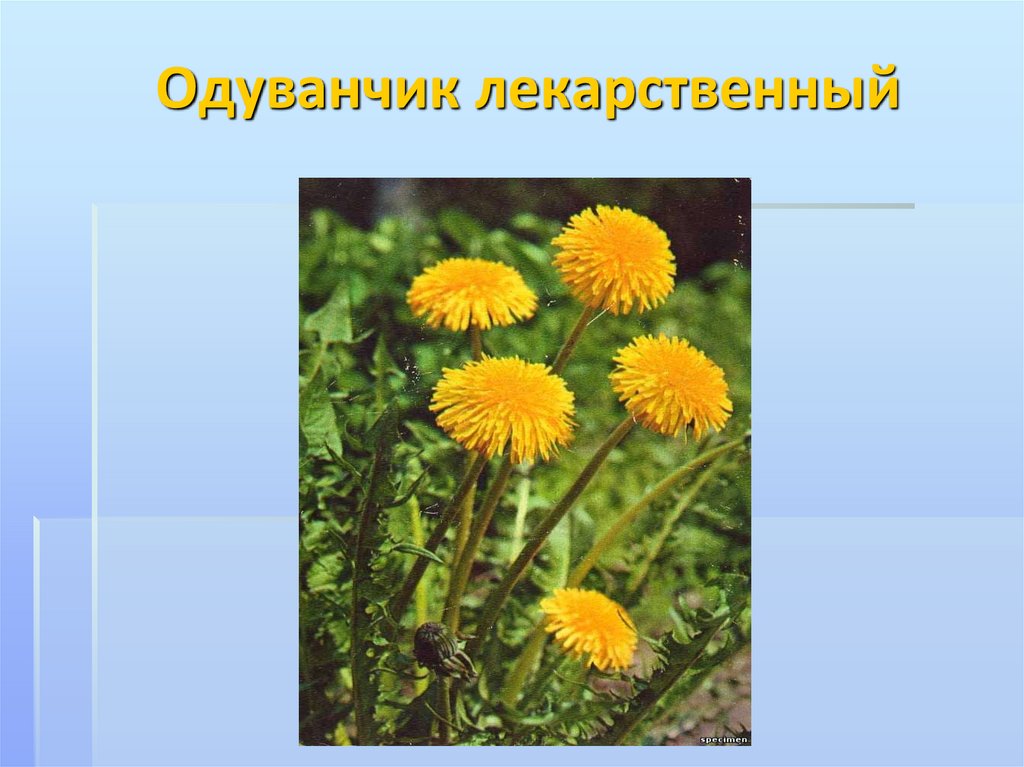 Презентация одуванчик в средней группе