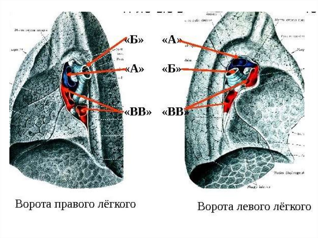 Правое легкое