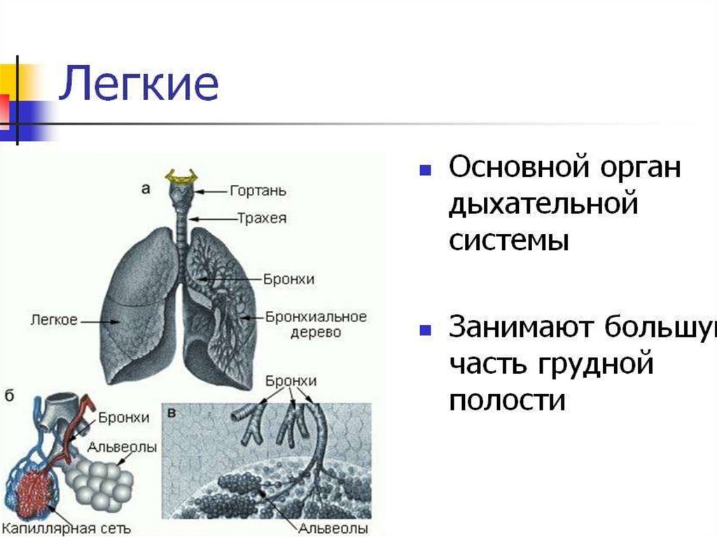 Бронхи и легкие