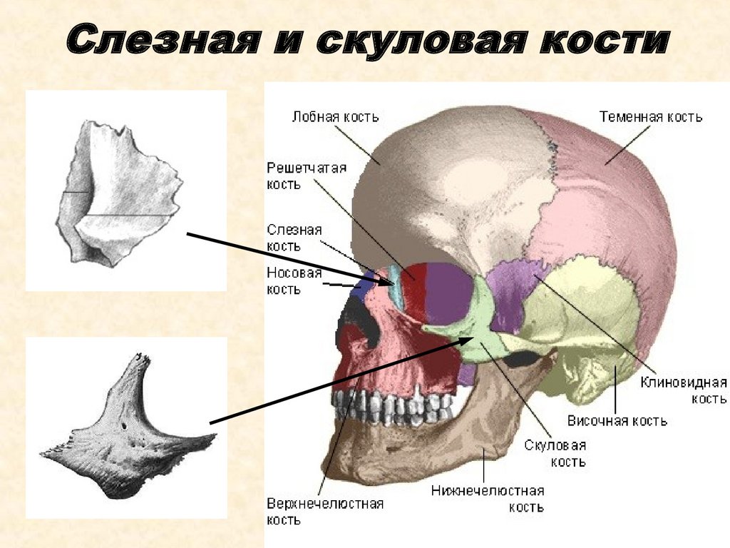 К какому отделу черепа относится скуловая кость. Скуловой отросток височной кости анатомия. Кости черепа скуловой отросток. Скуловая кость анатомия строение. Скуловая кость лобный отросток.