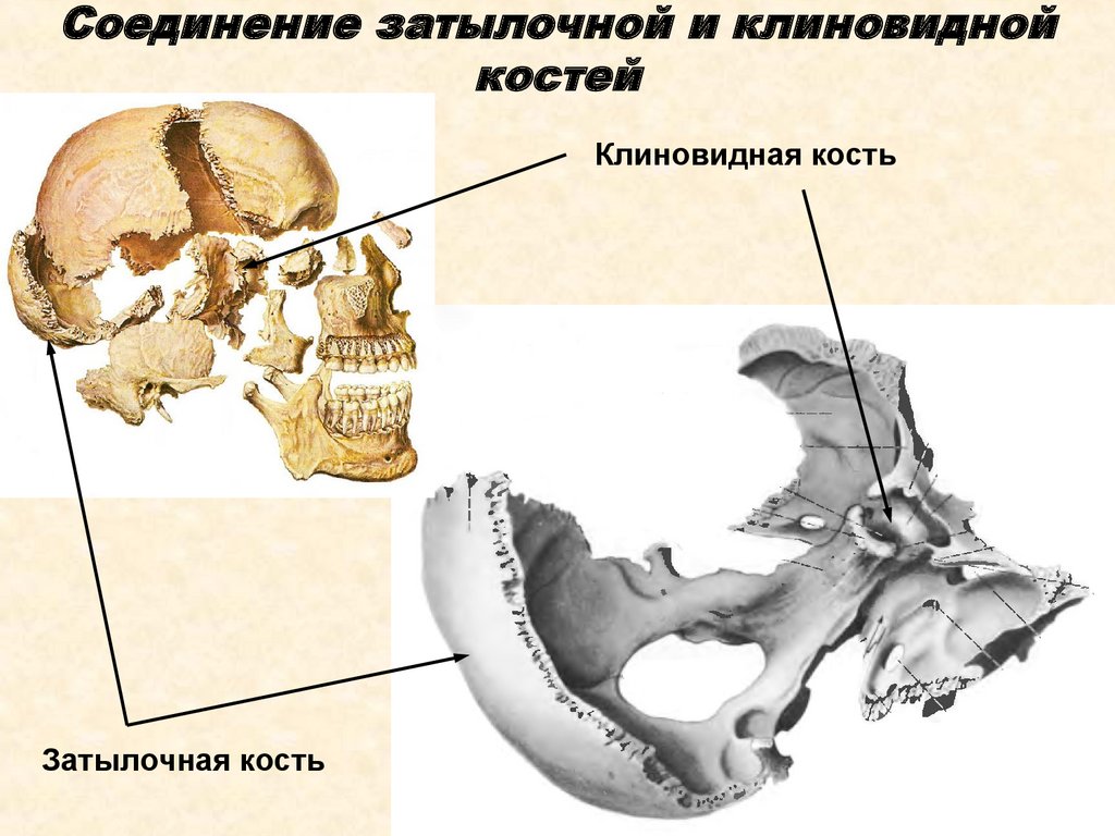 Соединения между затылочной костью. Клиновидная и затылочная кость соединение. Клиновидная кость черепа анатомия. Анатомия костей черепа клиновидная кость. Отростки клиновидной кости черепа.