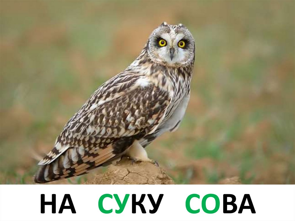 На суку сова