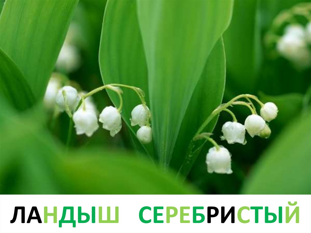 Ландыш серебристый