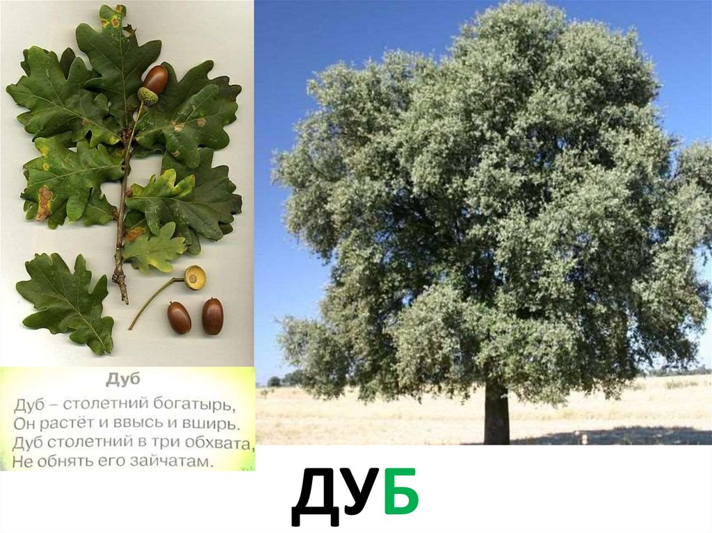 дуб