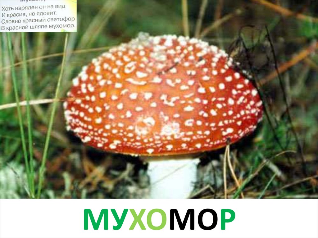 мухомор