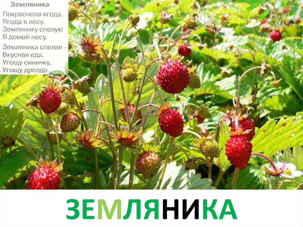 земляника