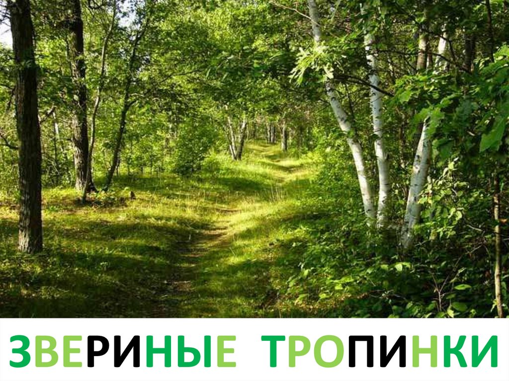 Звериные тропинки