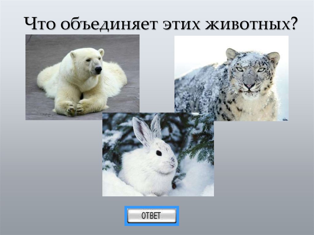 Что объединяет этих животных?