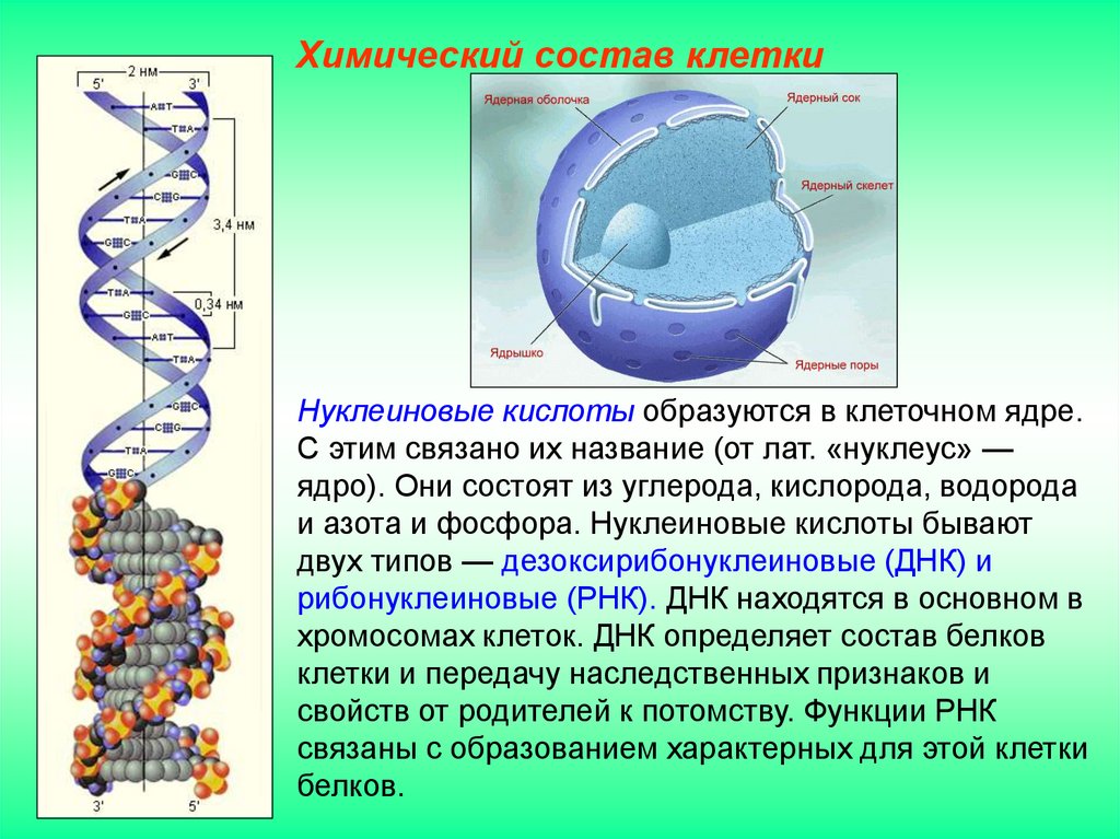 Нуклеиновая кислота вода. Химическая структура клетки. Нуклеиновые кислоты в ядре клетки.