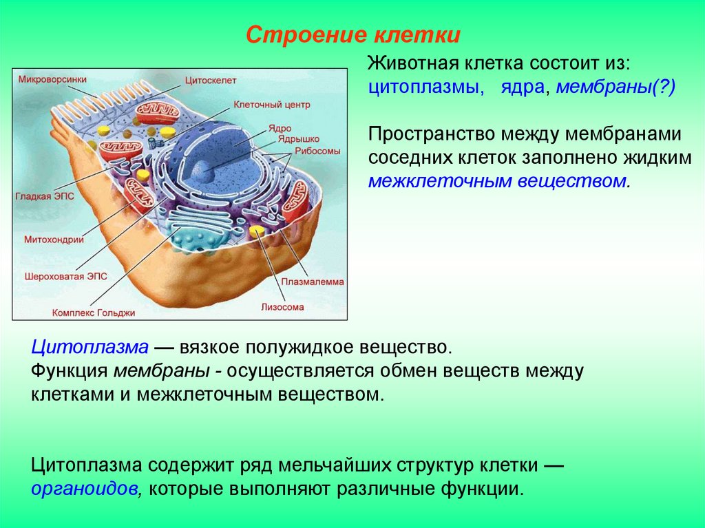 Цитоплазма значение этой структуры в жизнедеятельности клетки. Структура клетки клеточный центр рибосома. Строение клетки клеточная мембрана цитоплазма 10 класс. Химический состав клетки и строение растительной клетки. Ядро клетки строение, органоиды (части) клетки.