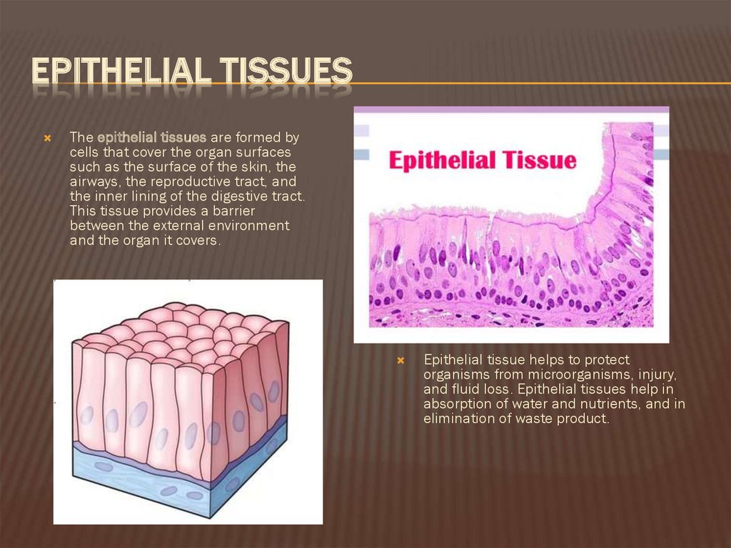 Epithelial tissues