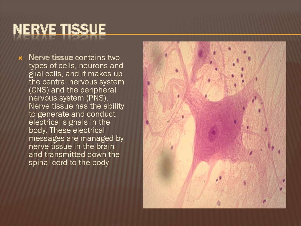 Nerve tissue