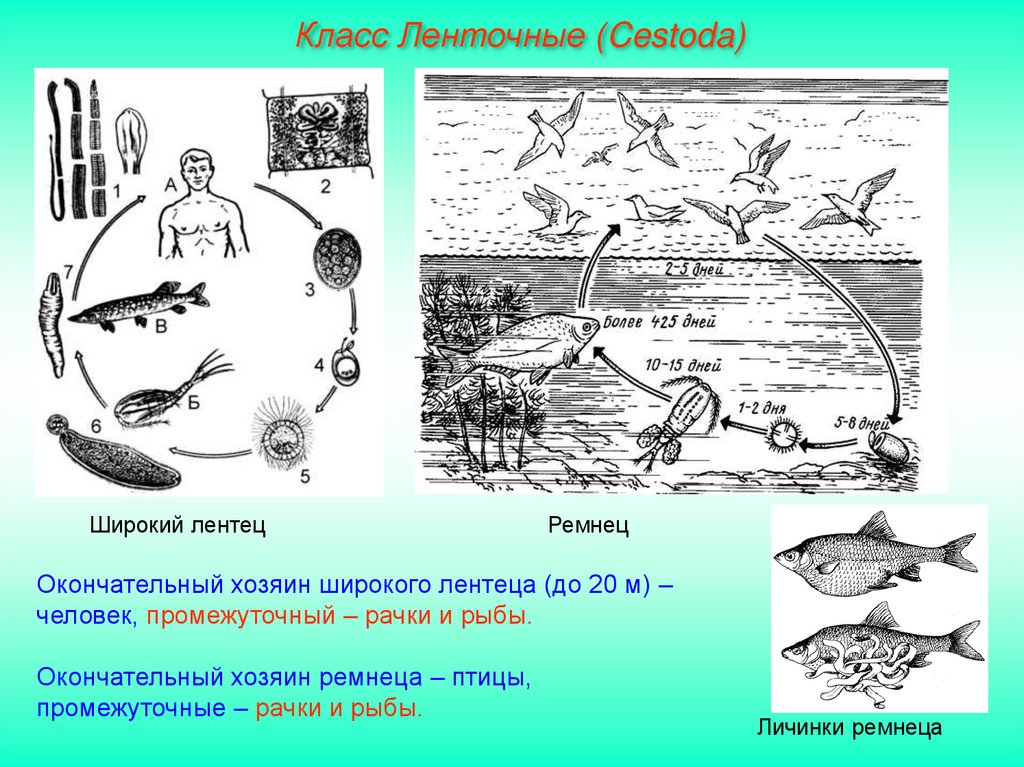 Хозяин широкого лентеца