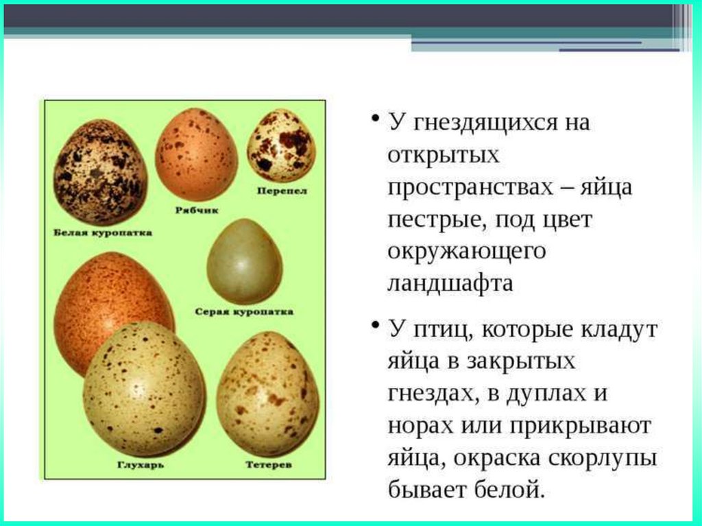 Размножение птиц презентация 7 класс. Размножение и развитие птиц. Этапы развития птиц. Разнообразие яиц птиц. Разнообразие формы и цвета яиц.