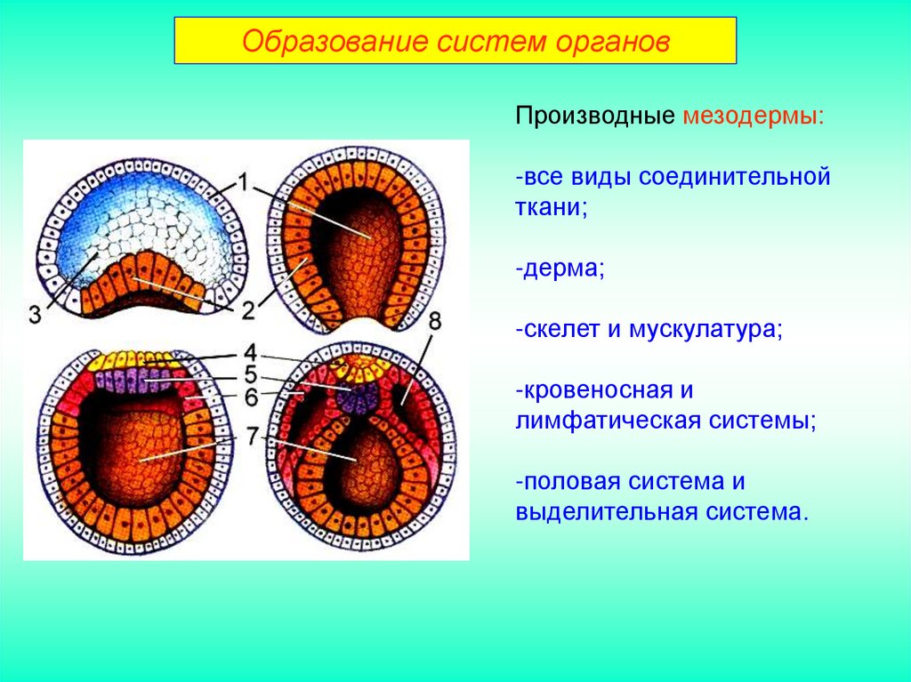 Эмбриональное развитие. Эмбриональный онтогенез. Формирование мезодермы. Эмбриональное развитие хордовых. Онтогенез эмбриональное развитие.