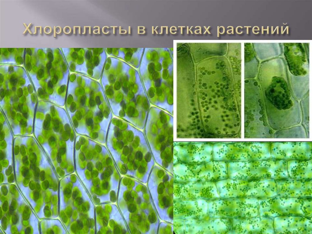 В растении хлорофилл содержится в. Клетка растений хлоропластиды. Клетка растения хлоропласты. Хлоропласты в растительной клетке. Фотосинтезирующие клетки растений.