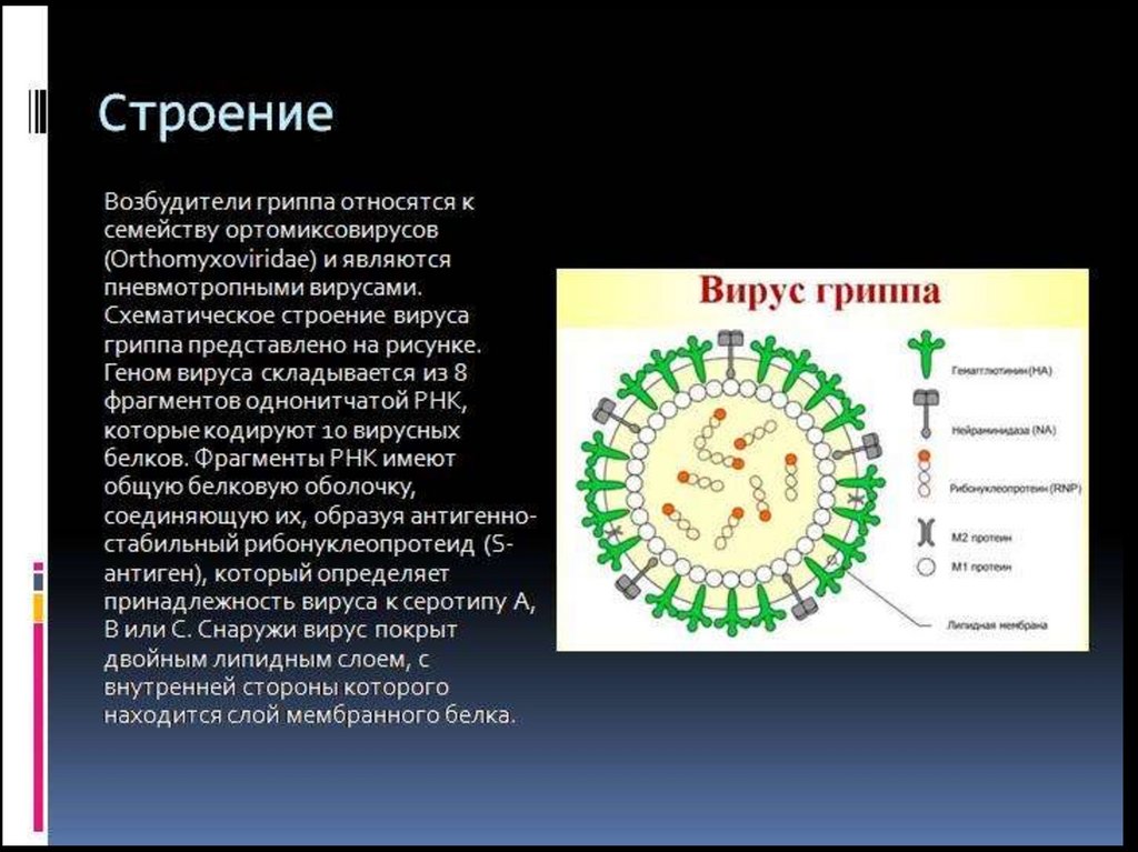 Какие возбудители гриппа. Структура вируса гриппа микробиология. Возбудитель вируса гриппа микробиология. Вирус гриппа строение антигенная структура. Вирус группа строение.