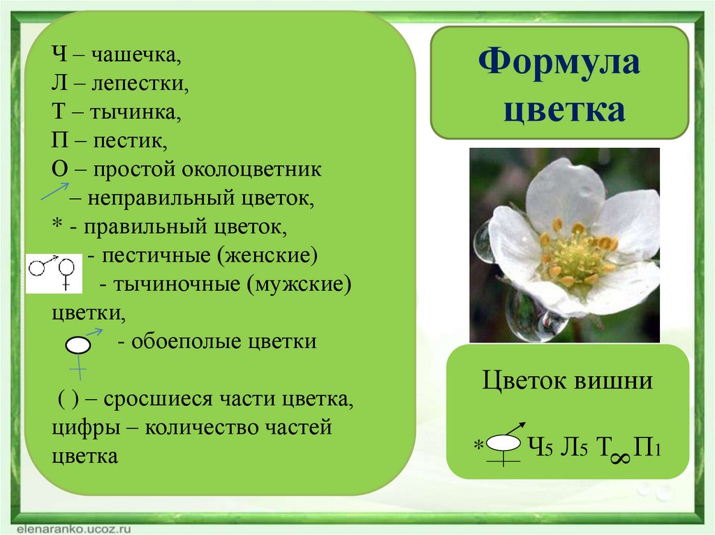 Формула лепестков. Двойной околоцветник в формуле цветка. Цветок вишни околоцветник. Околоцветник черемухи. Чашечка цветка.