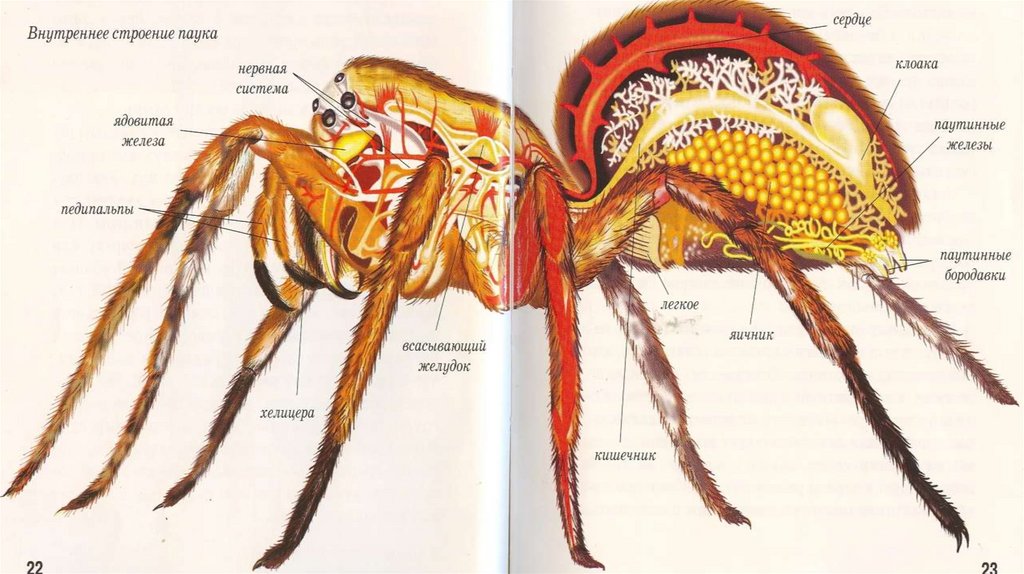 Пауки строение. Строение лап паука. Строение лапки паука. Паукообразные 7 класс биология. Паук-крестовик. Многообразие пауков.