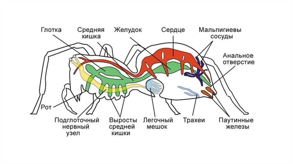 Класс паукообразные презентация егэ