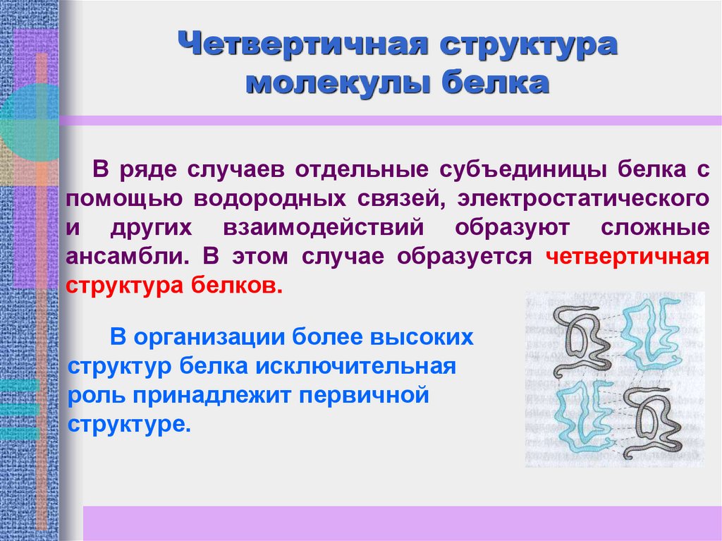 Признаки молекул белка. Четвертичная структура молекулы белка образуется. Четвертичная структура белковой молекулы. Описание молекулы белка. Формирование гидратной оболочки белковой молекулы.