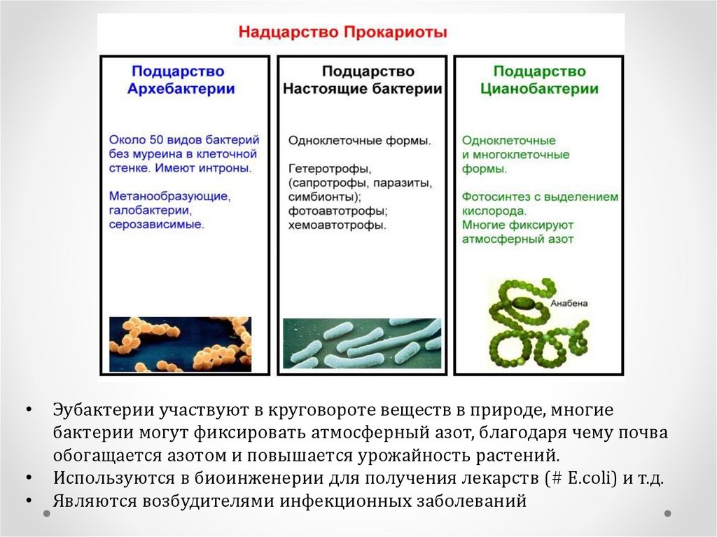 Прокариоты вопросы. Эубактерии и архебактерии. Классификация бактерий эубактерии архебактерии цианобактерии. Подцарство настоящие бактерии. Бактерии цианобактерии архебактерии.