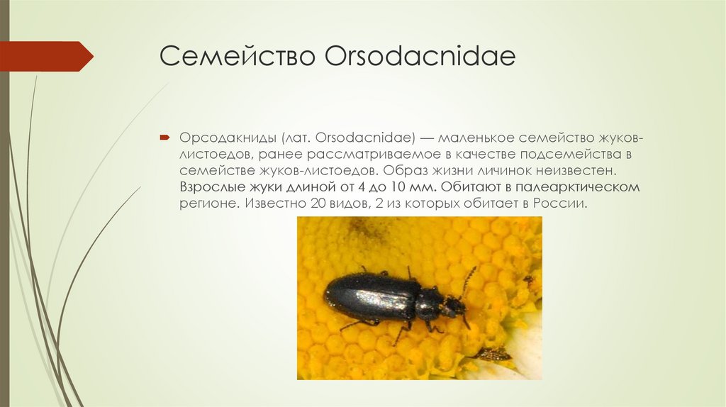 Семейство Orsodacnidae