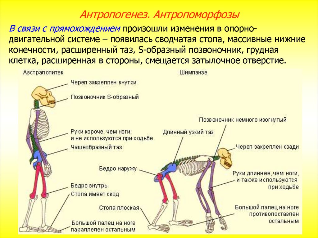 Факторы прямохождения. Приспособления скелета человека к прямохождению. Скелет человека. С прямохождением. Приспособления к прямохождению у человека. Приспособления позвоночника к прямохождению.
