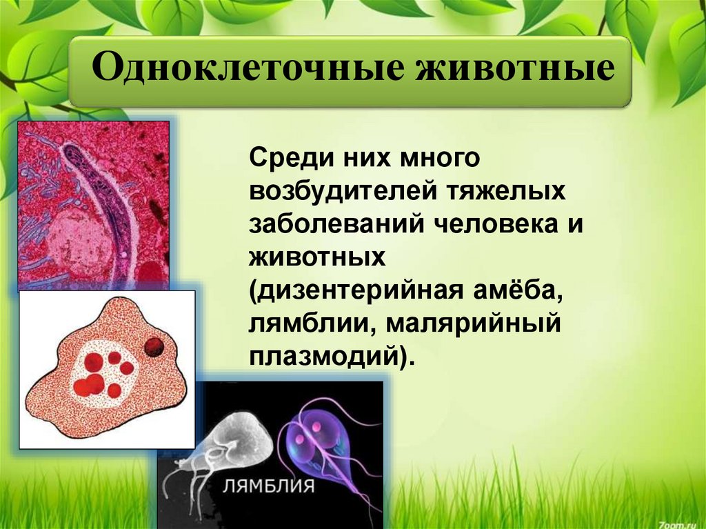 Инфекции вызванные простейшими. Одноклеточное животное. Одноклеточные организмы. Одноклеточные организмы животные. Биология одноклеточные.