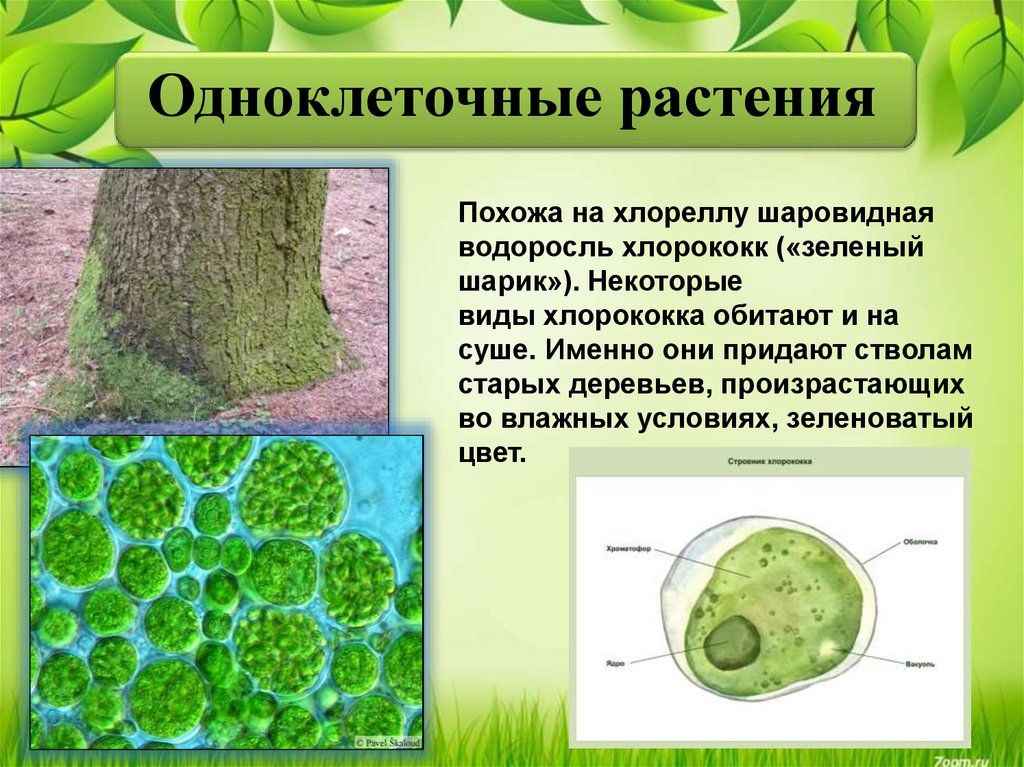 Что состоит из 1 клетки. Одноклеточные водоросли хлорококк. Хлорелла плеврококк. Одноклеточные растения зеленые водоросли. Одноклеточная водоросль хлорелла.