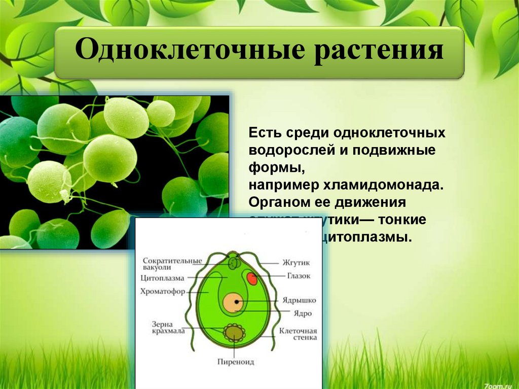 Почему бактерии вирусы одноклеточные водоросли. Зелёные водоросли хламидомонада. Строение одноклеточной водоросли хламидомонады. Биология строение одноклеточных водорослей. Одноклеточные водоросли 6 класс биология.